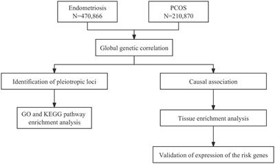 Dissecting the shared genetic architecture between endometriosis and polycystic ovary syndrome
